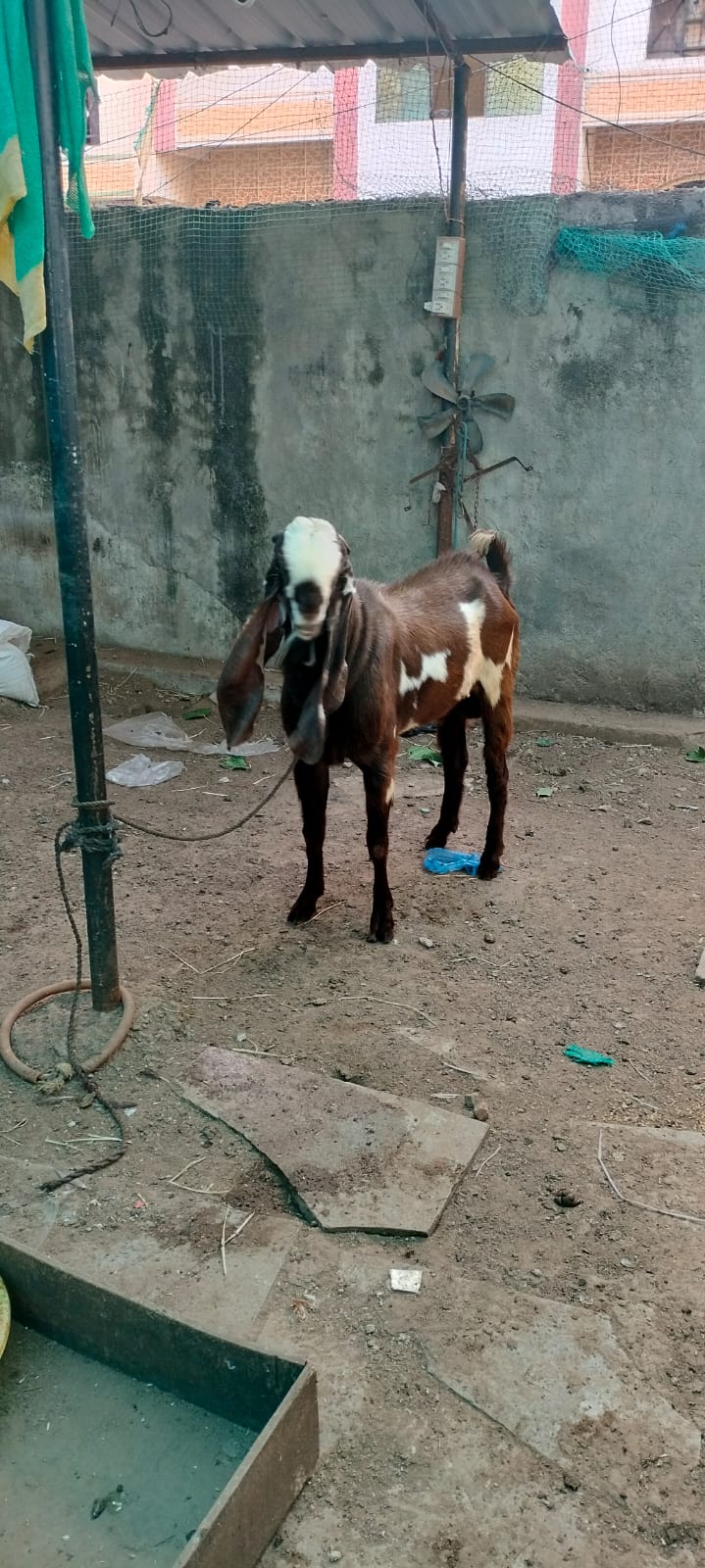 bakra image