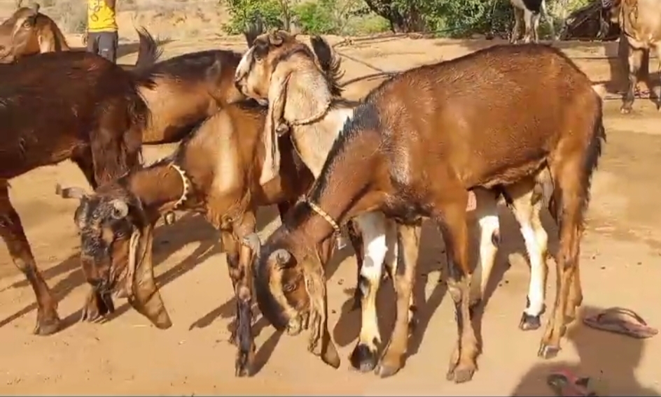 bakra image