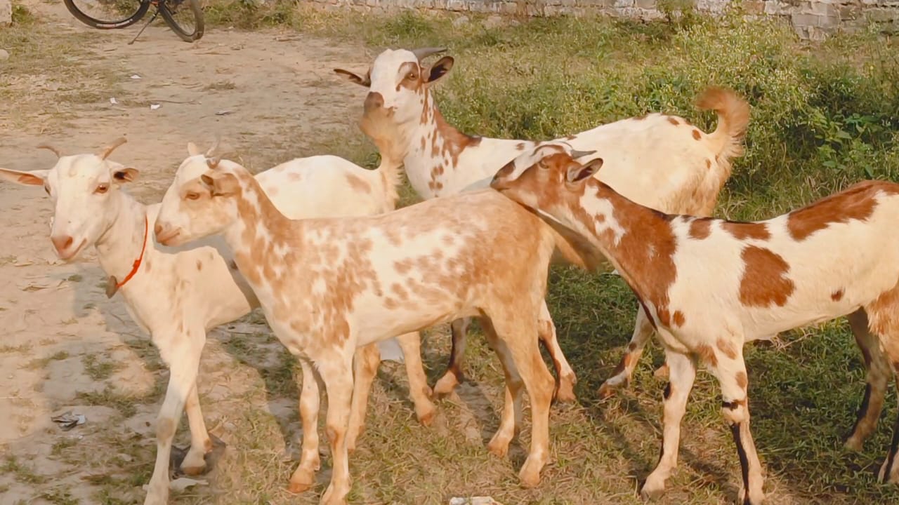 bakra image