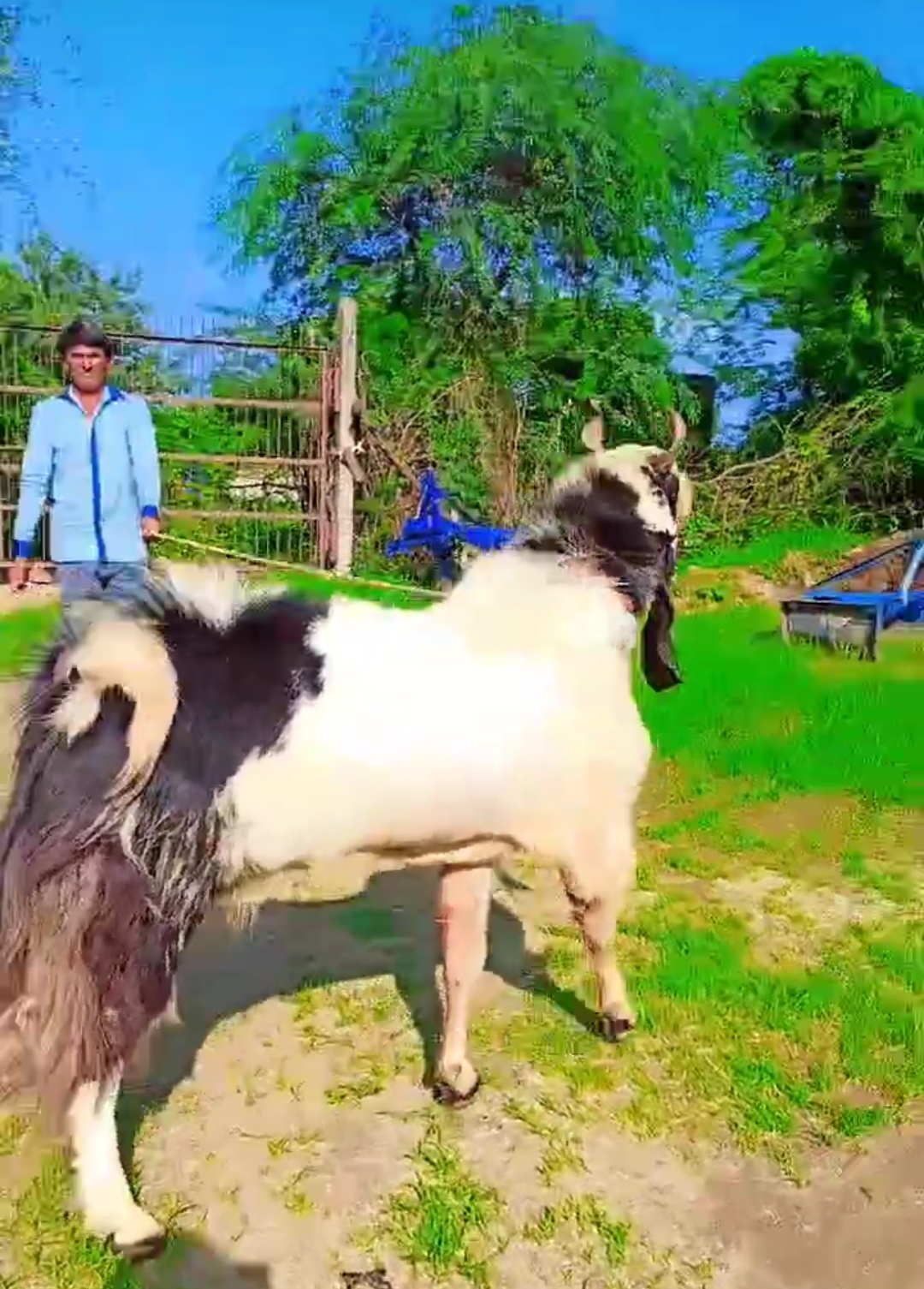 bakra image