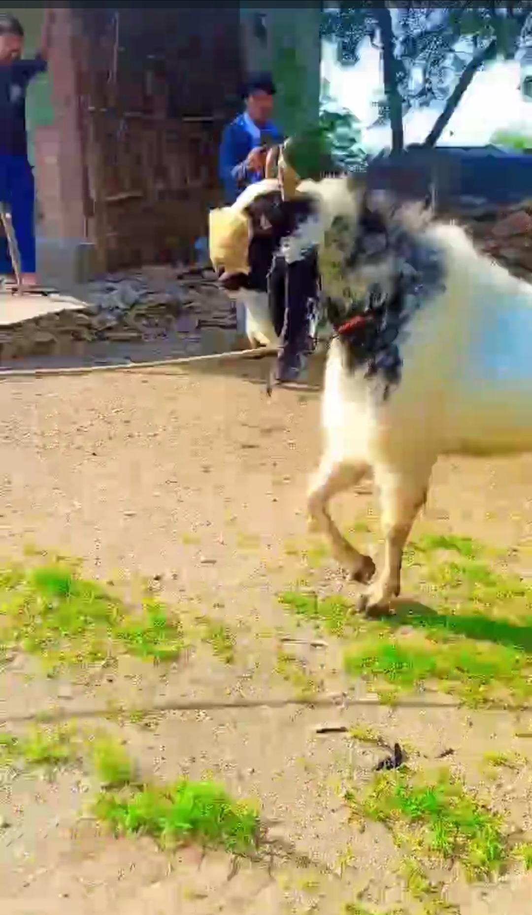 bakra image