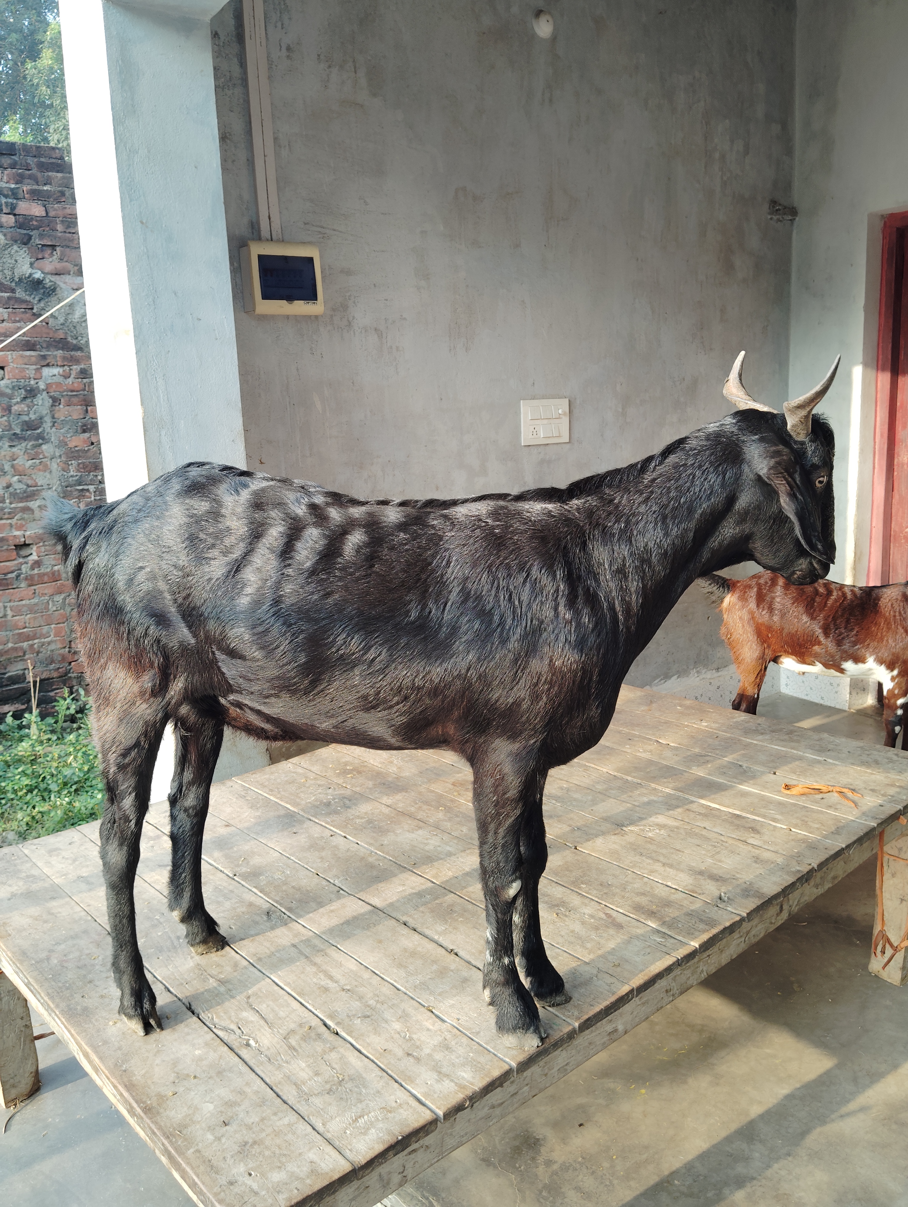 bakra image