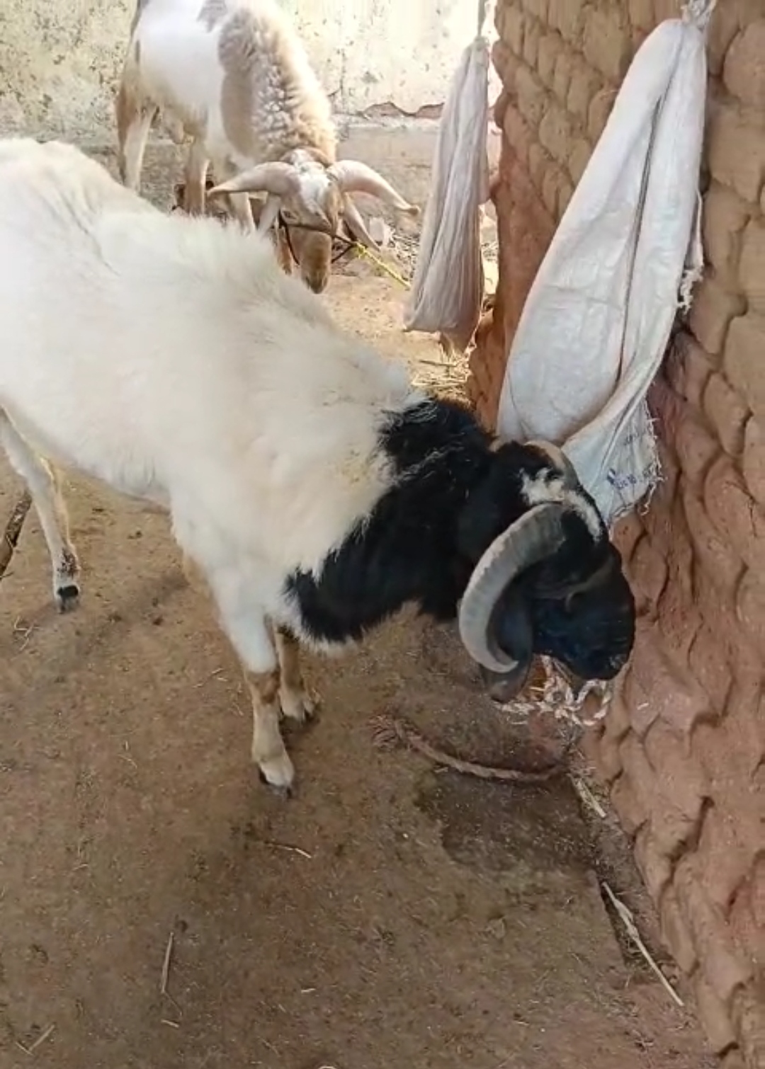 bakra image