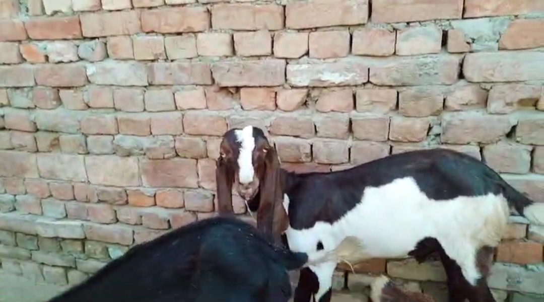 bakra image