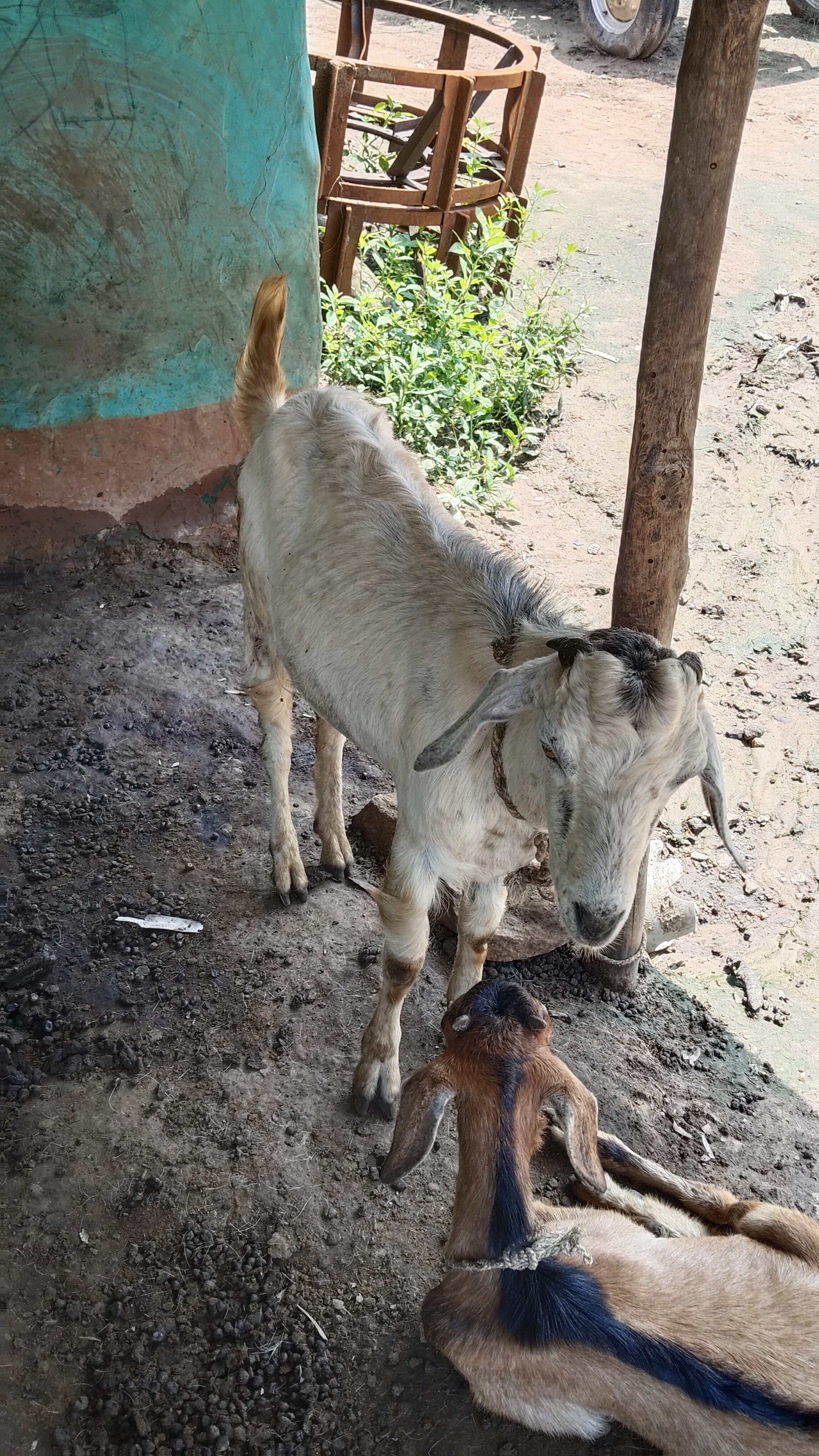 bakra image