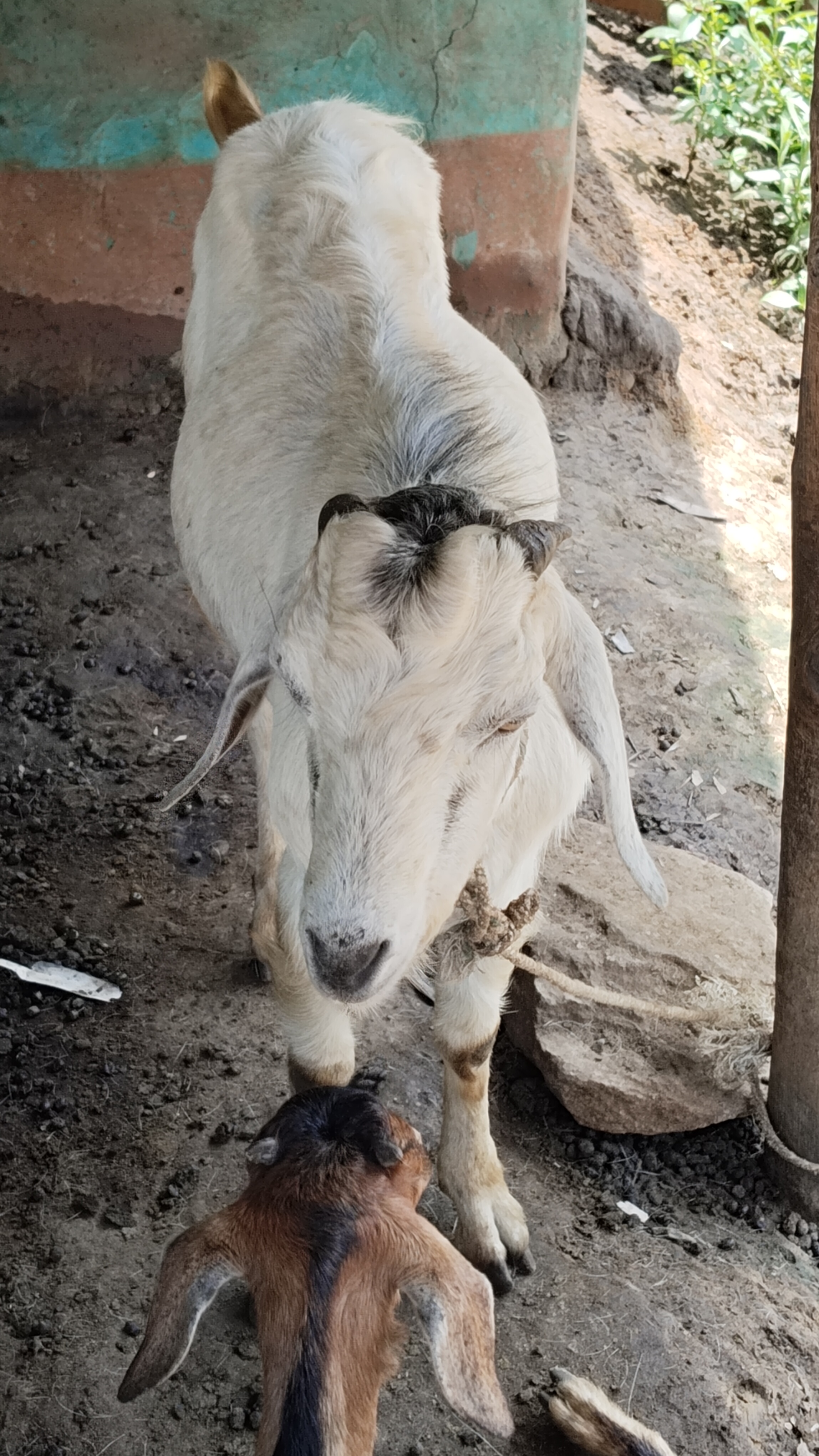 bakra image