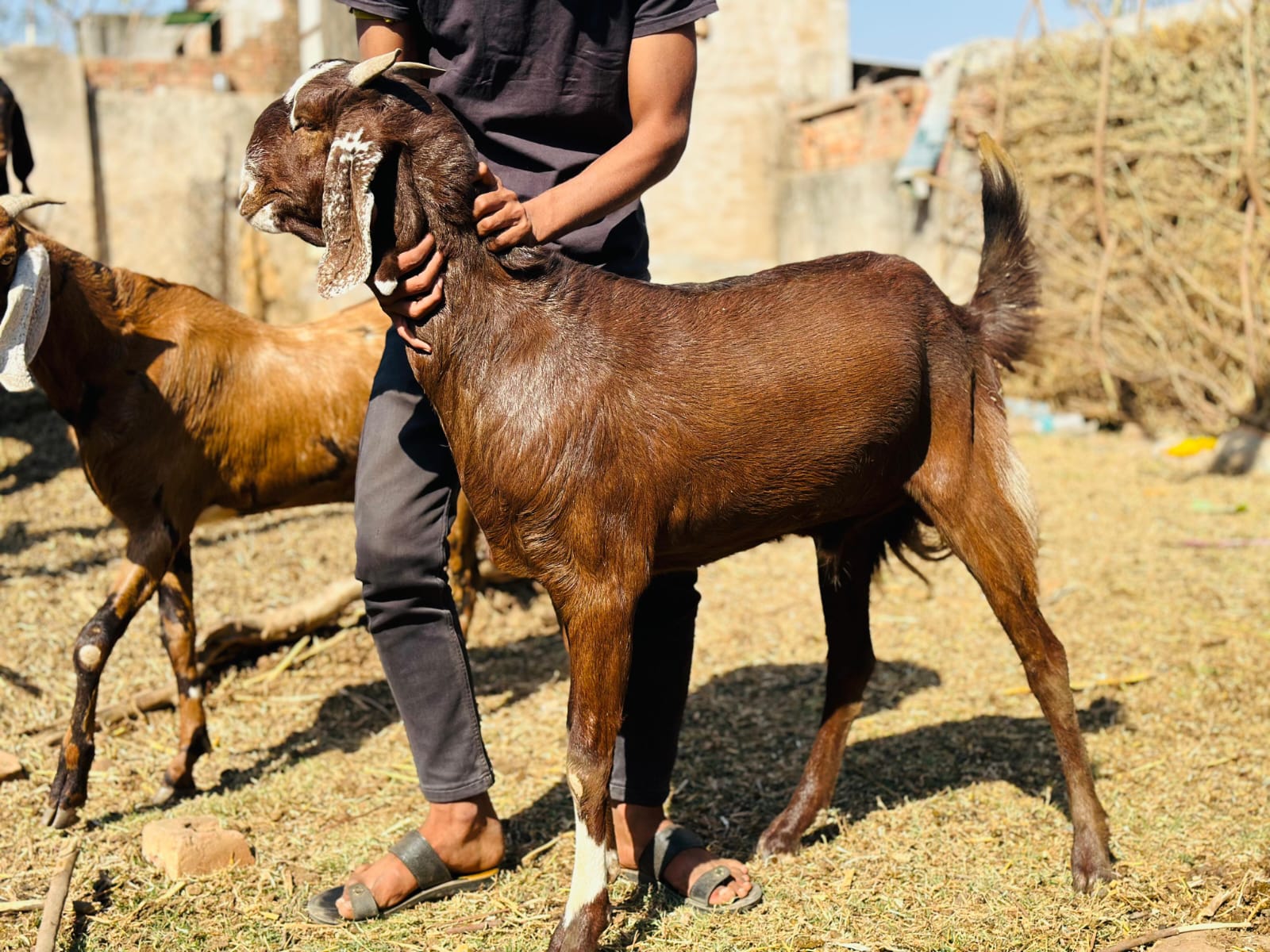 bakra image