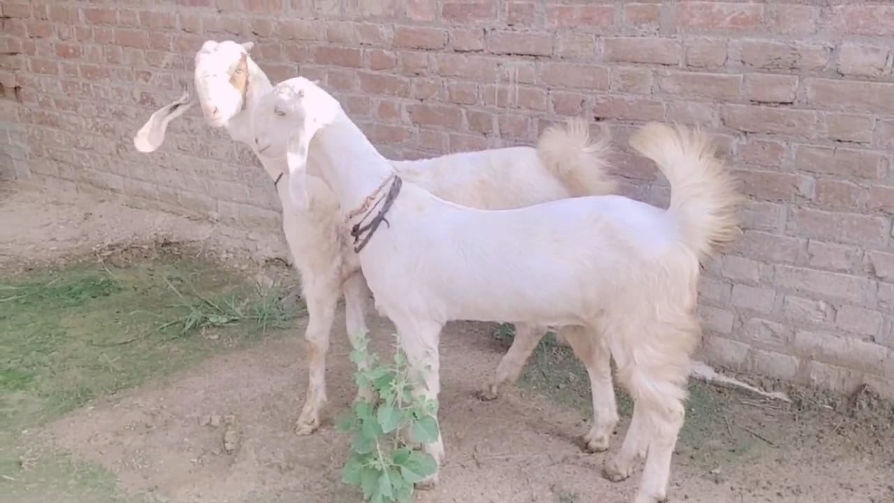 bakra image