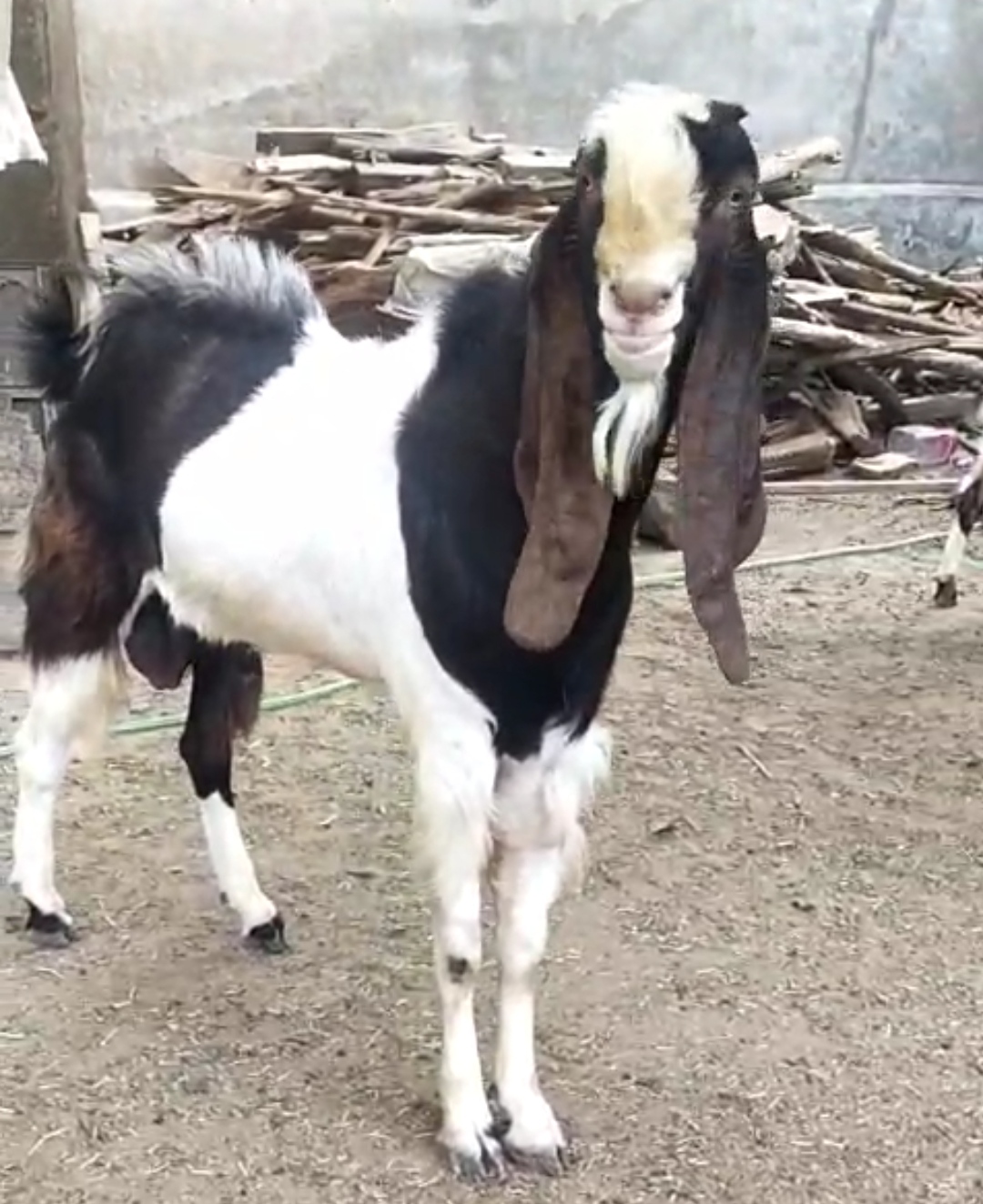 bakra image