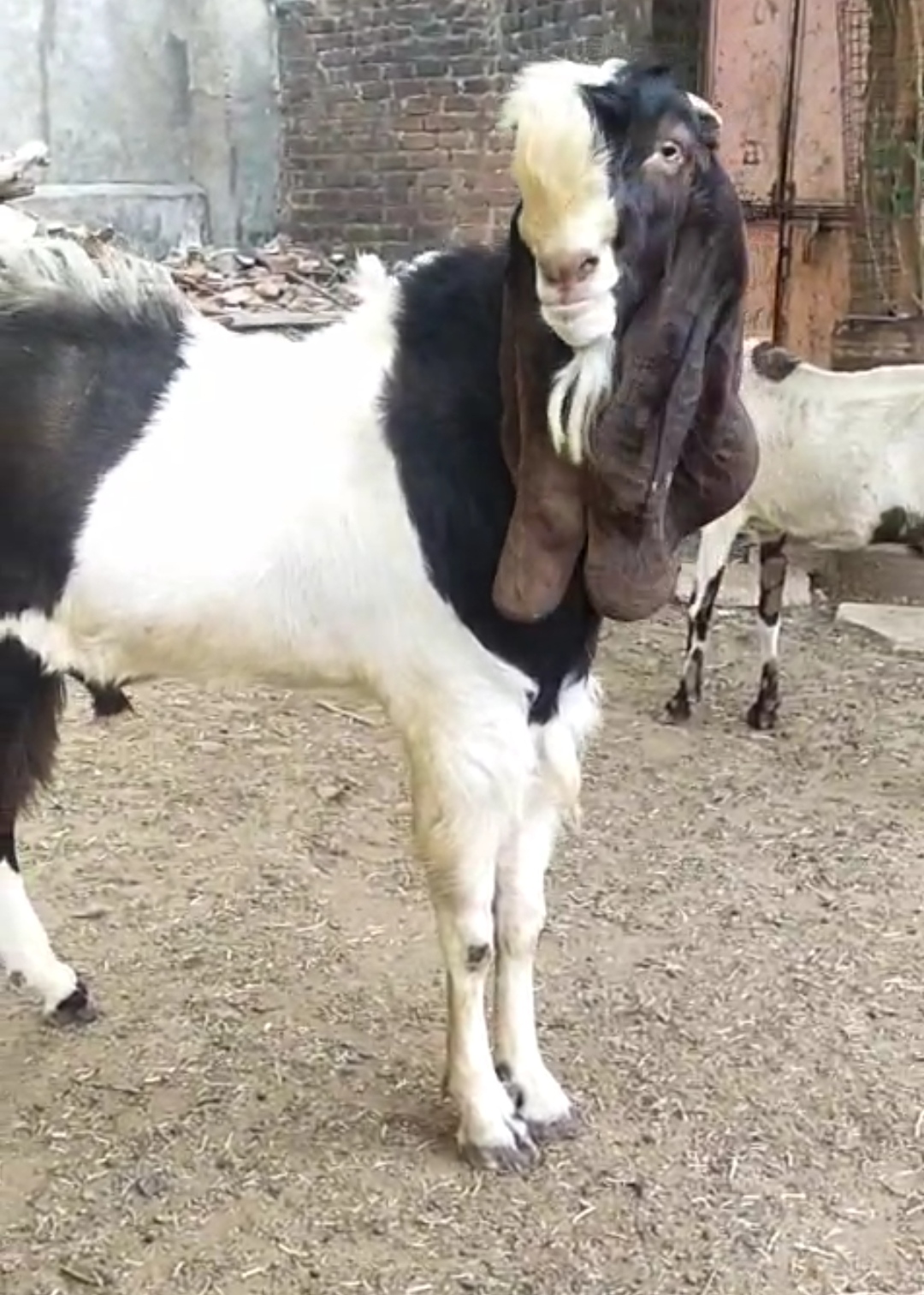 bakra image