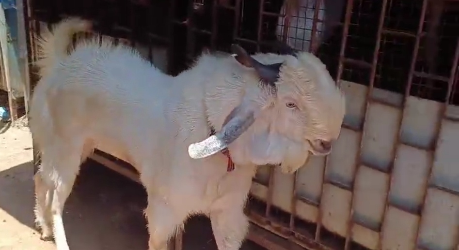 bakra image