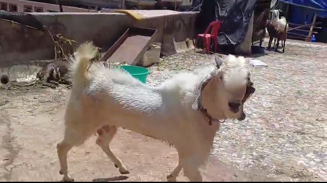bakra image