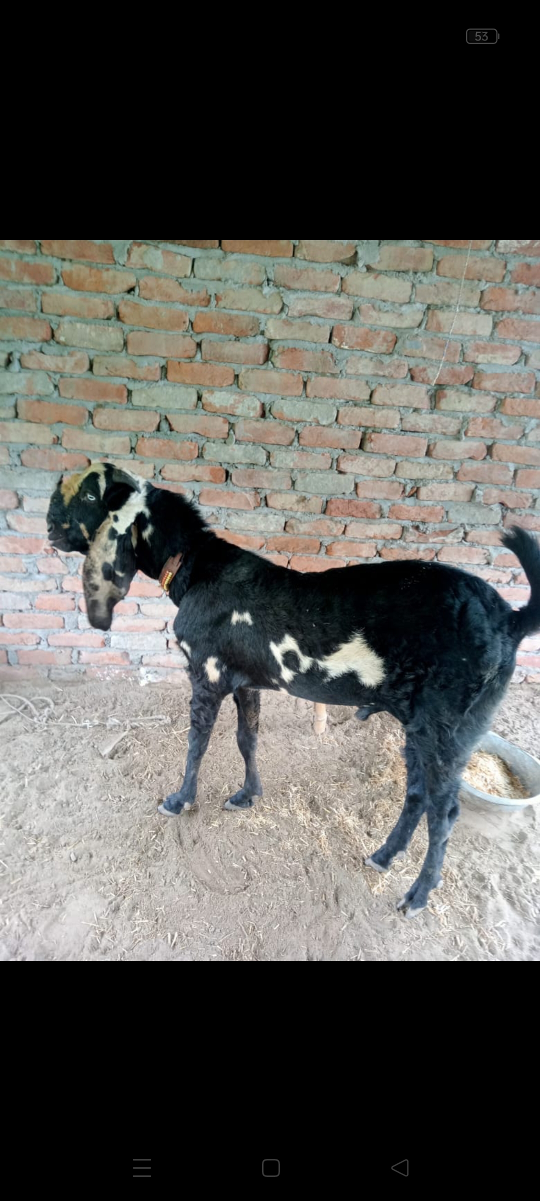 bakra image