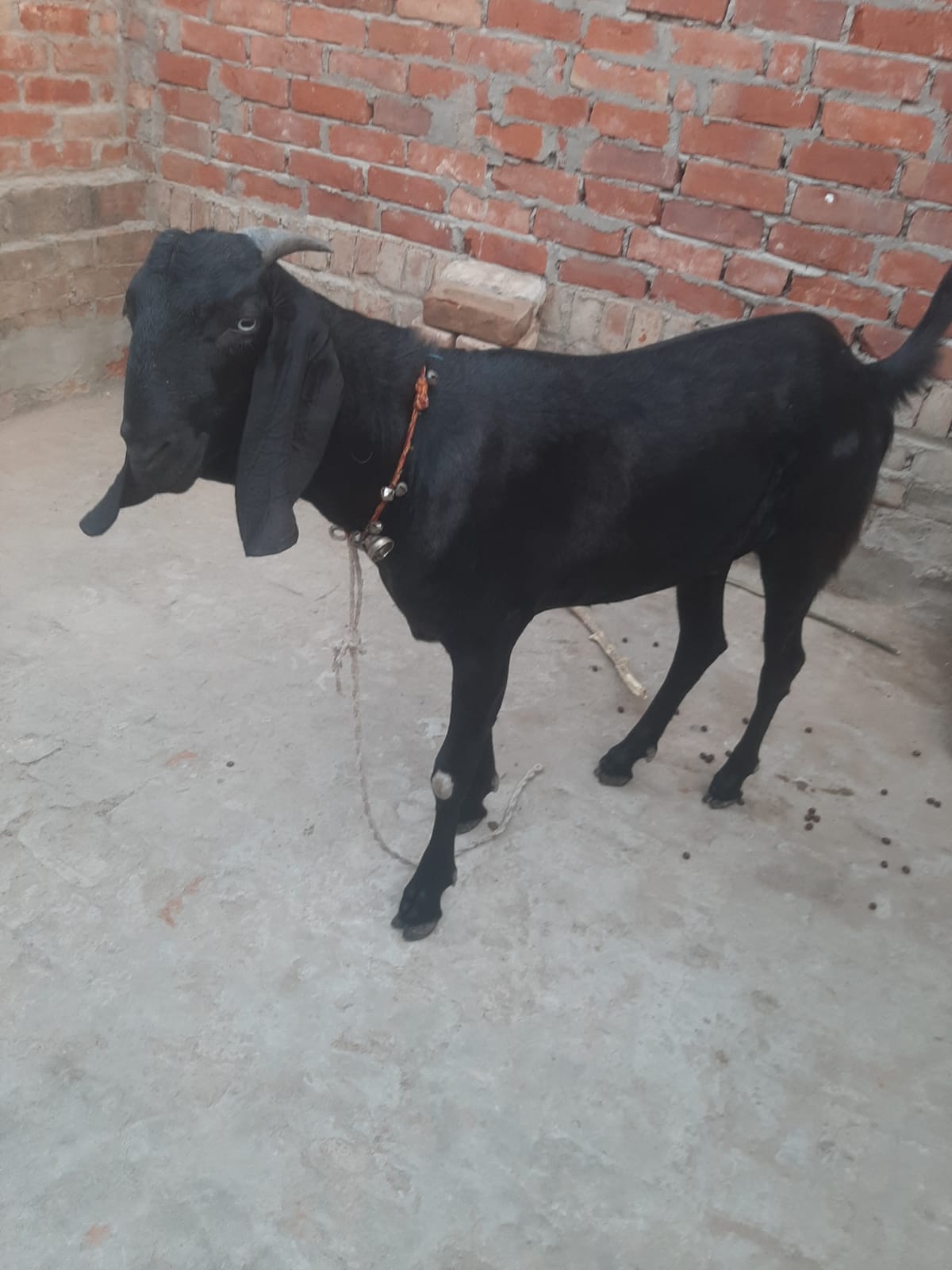 bakra image