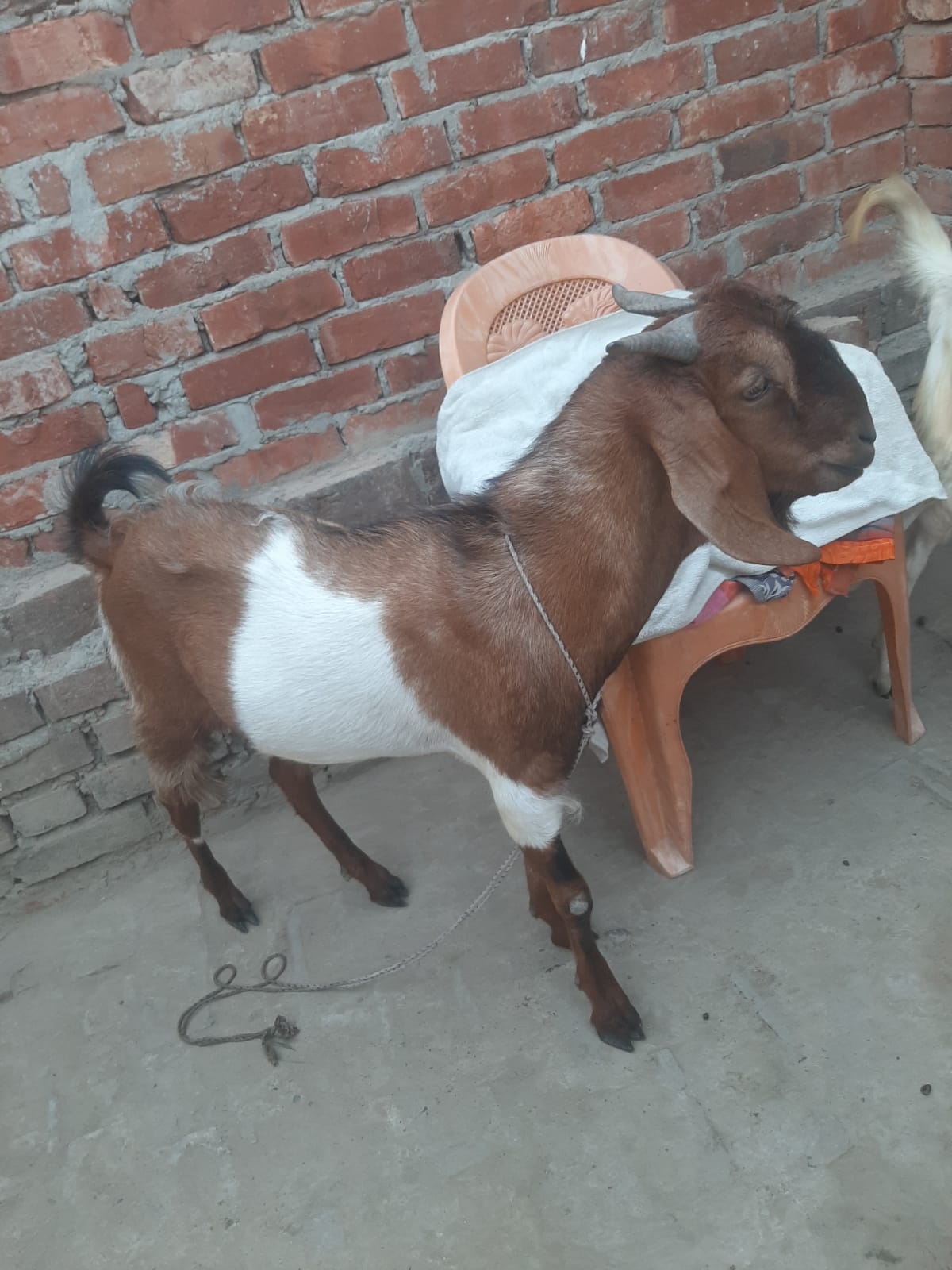bakra image