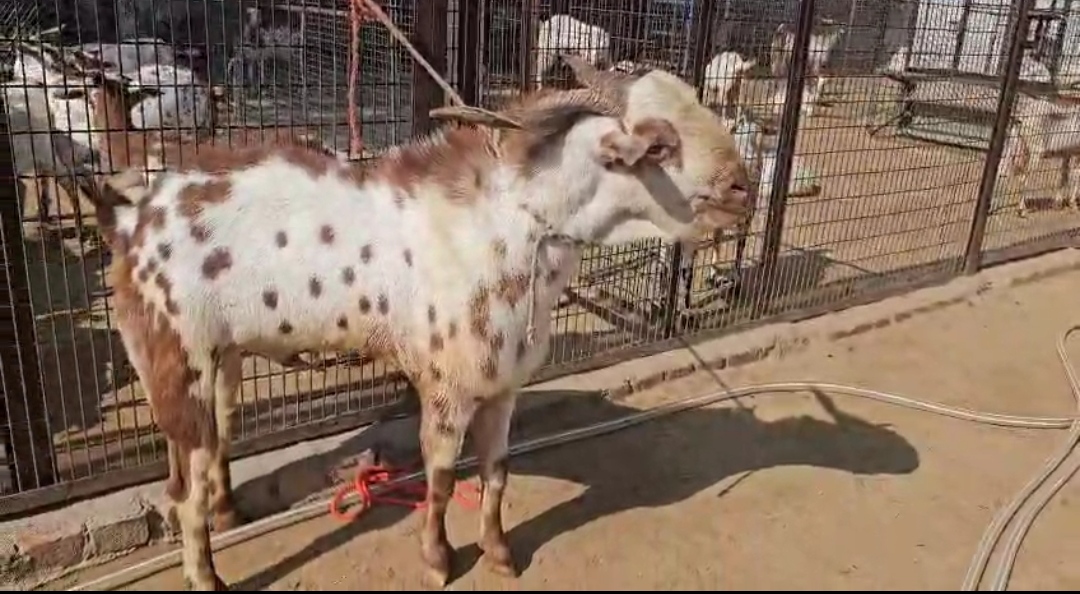 bakra image