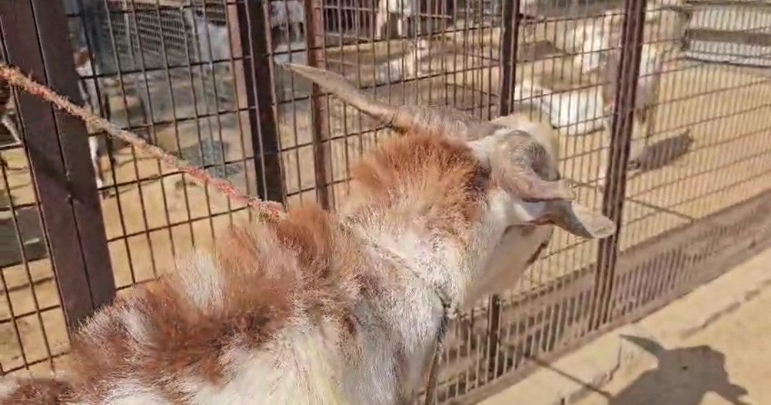 bakra image