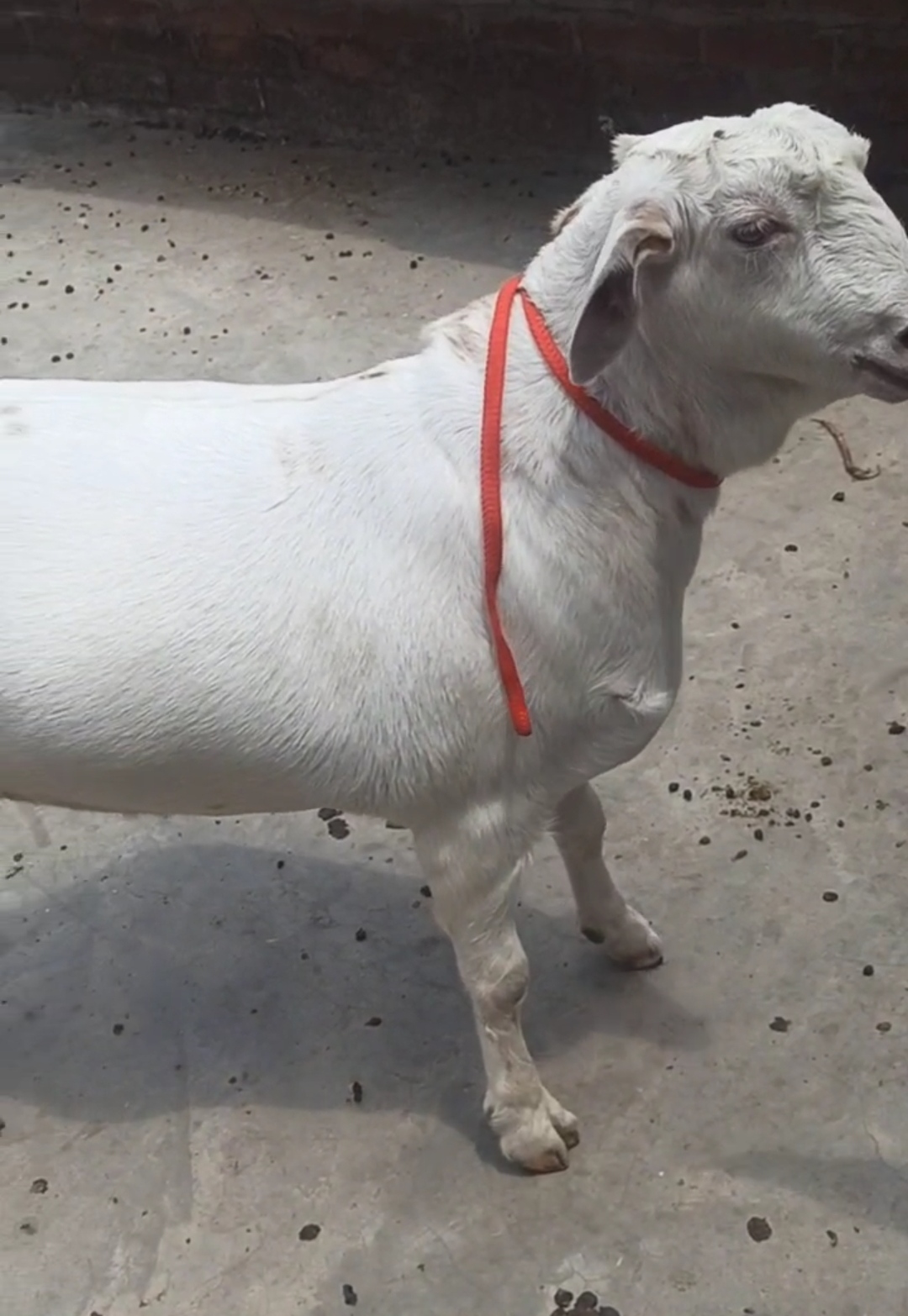 bakra image