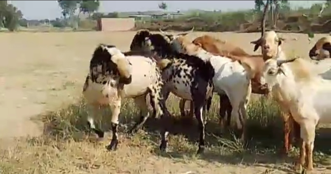 bakra image