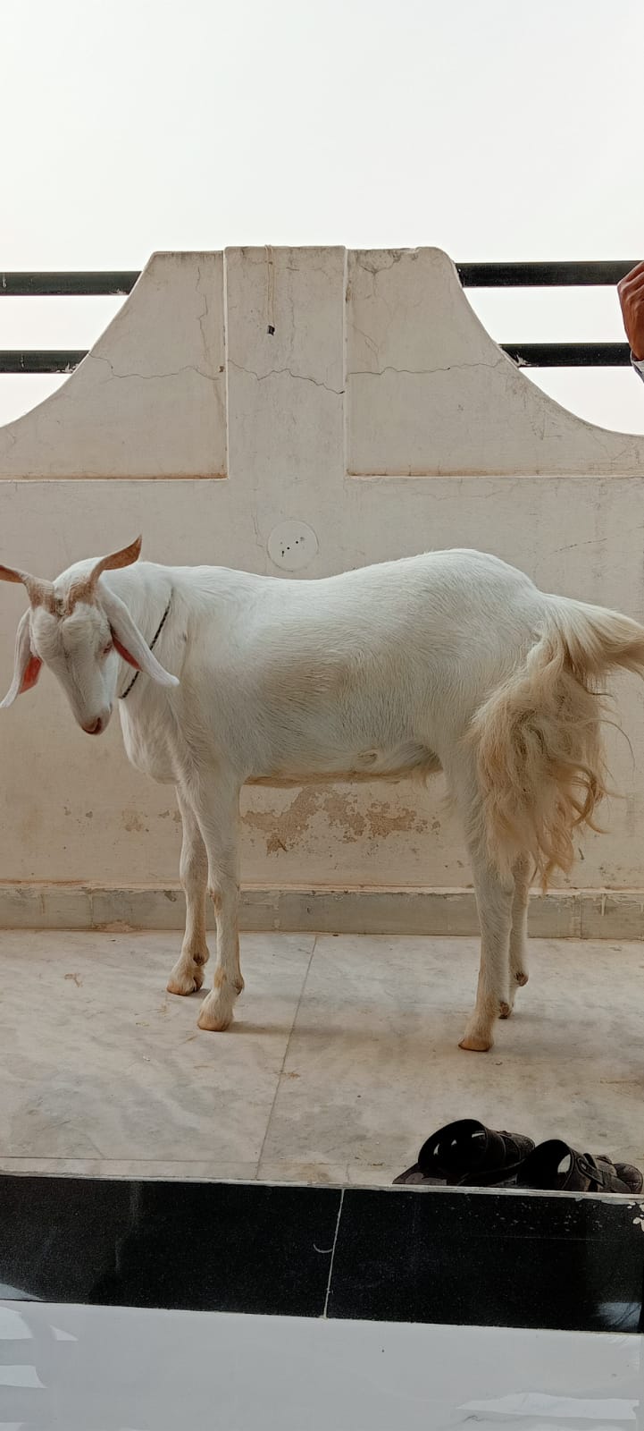 bakra image