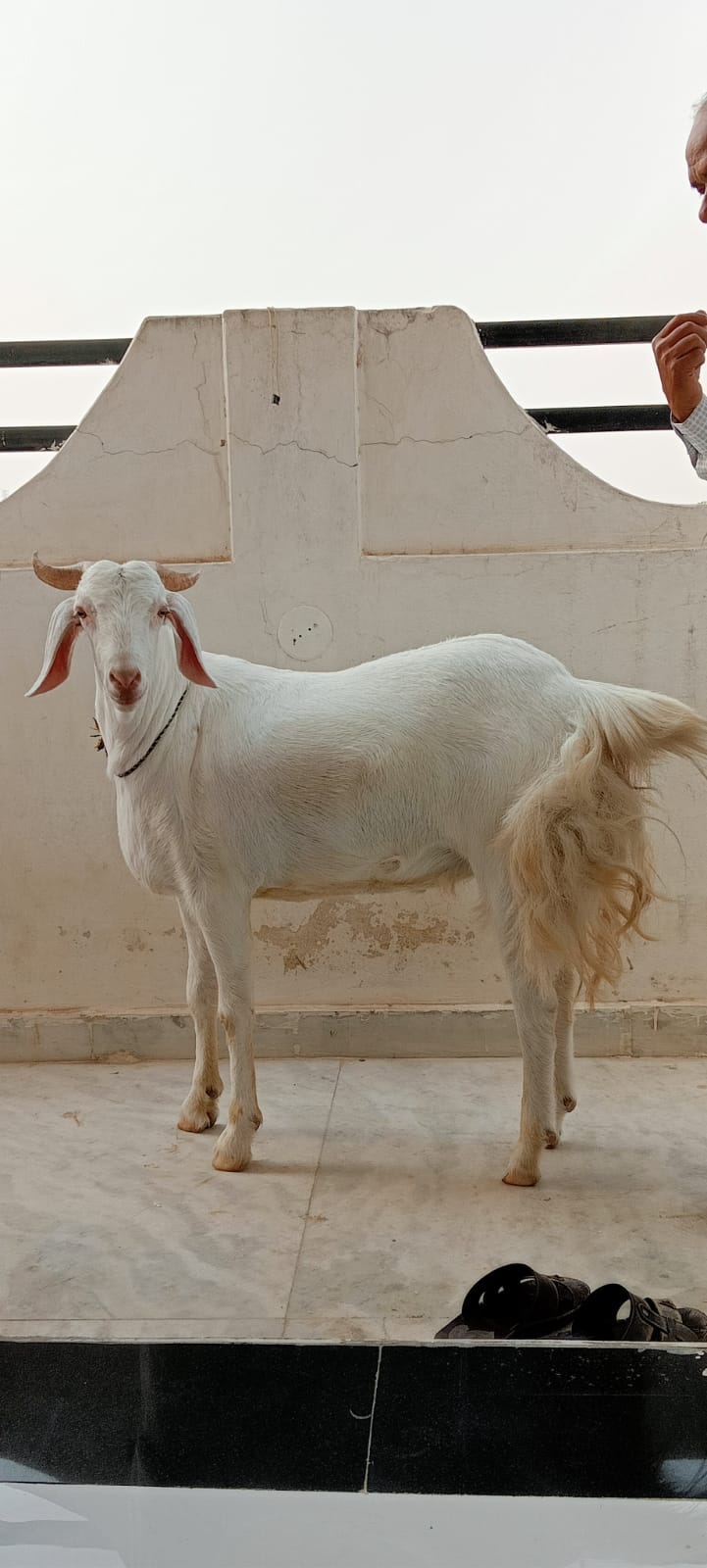 bakra image