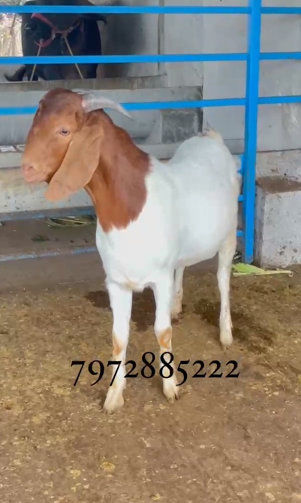 bakra image