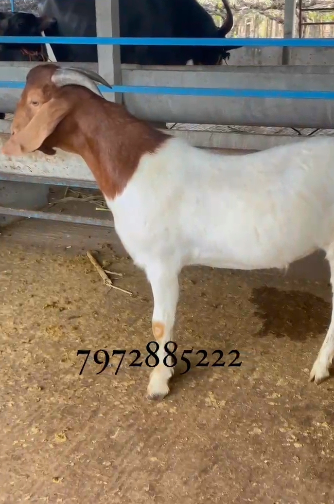 bakra image