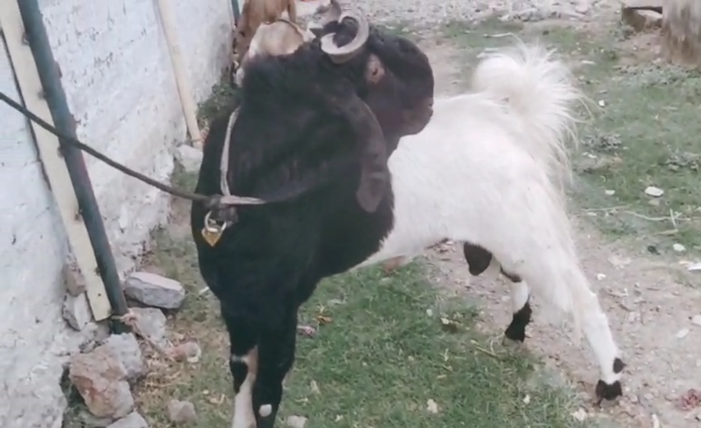 bakra image