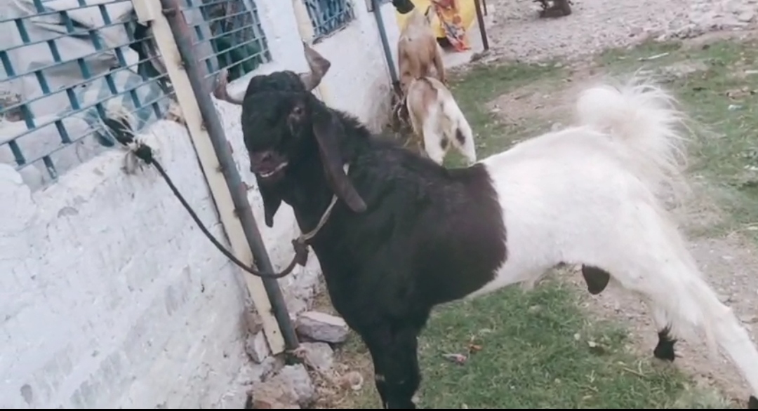 bakra image