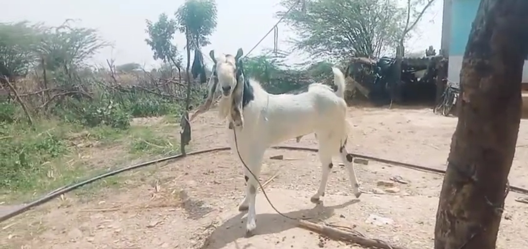 bakra image