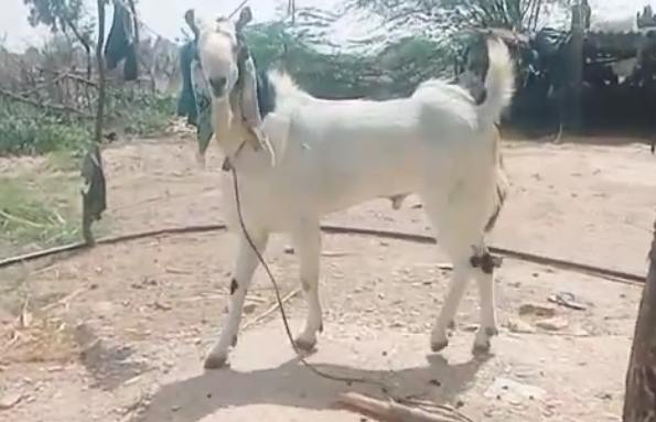 bakra image