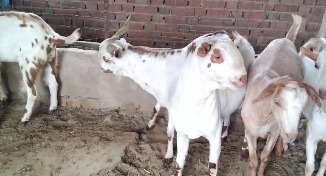 bakra image