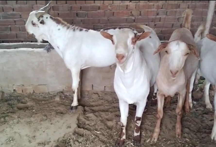bakra image