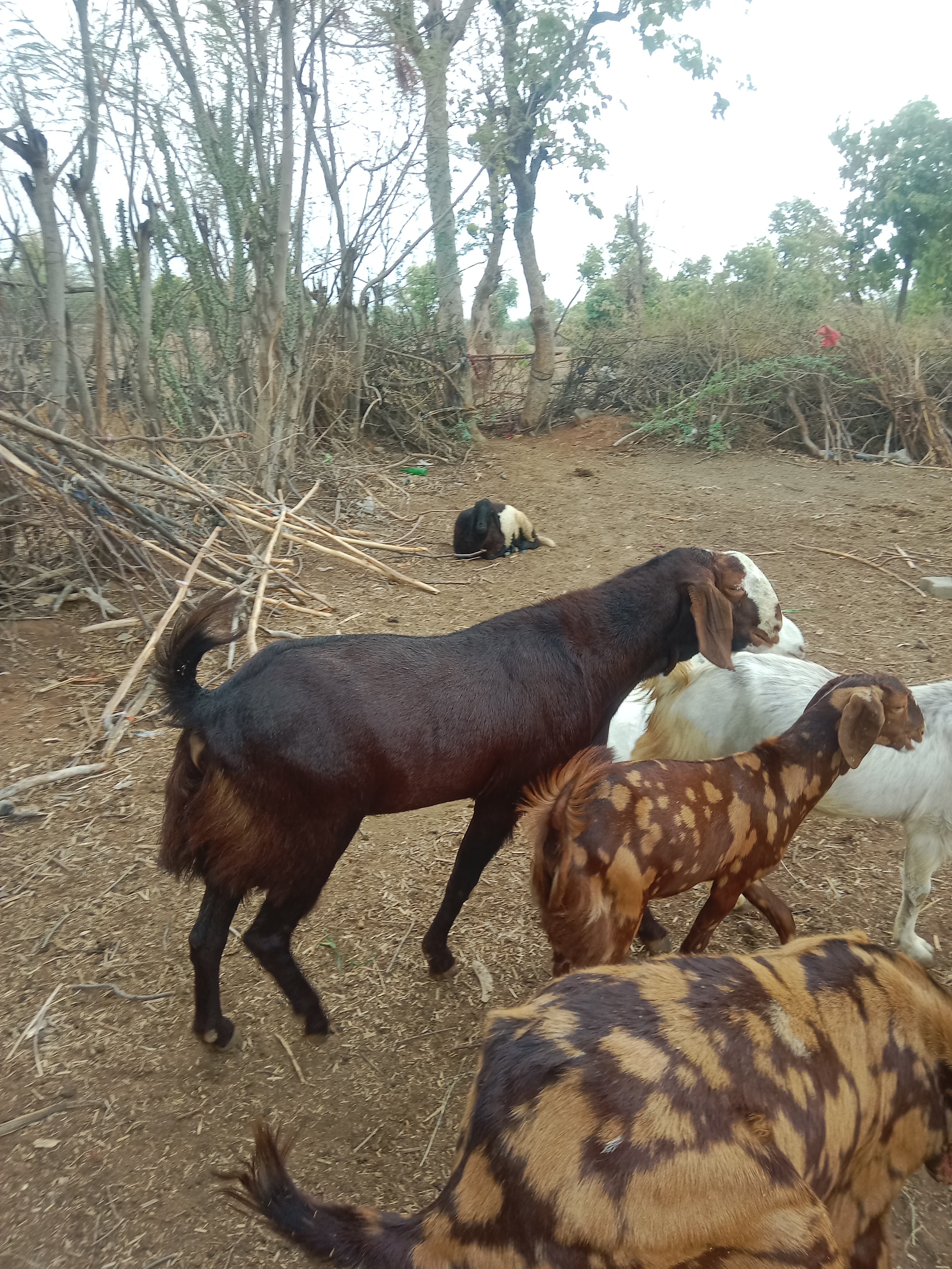 bakra image