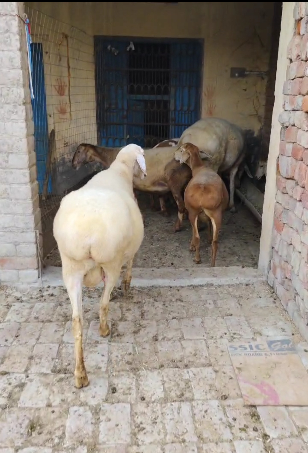 bakra image