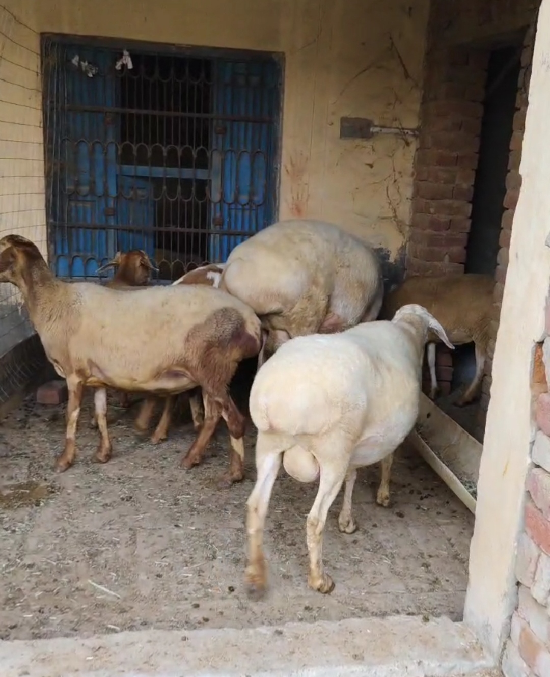 bakra image