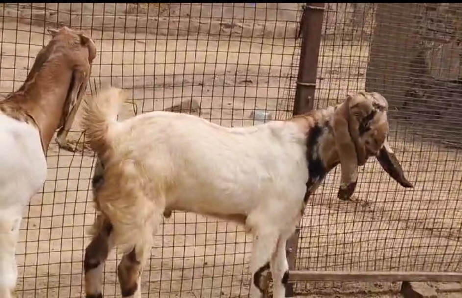 bakra image