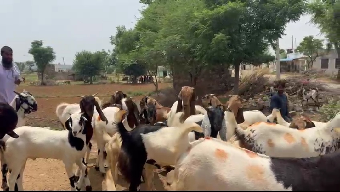 bakra image