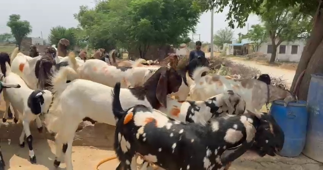 bakra image
