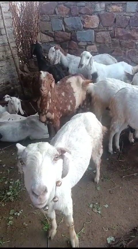 bakra image