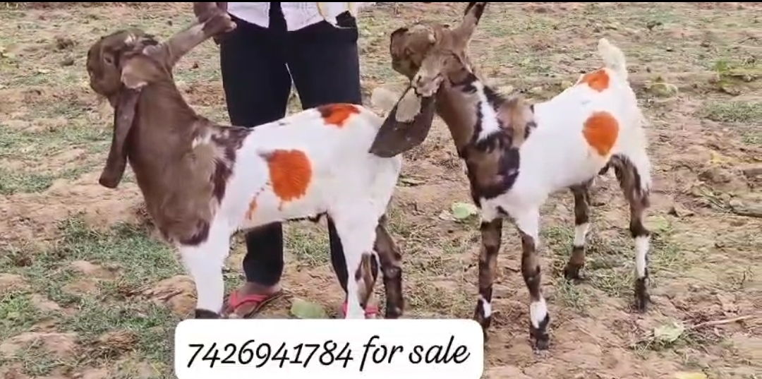 bakra image