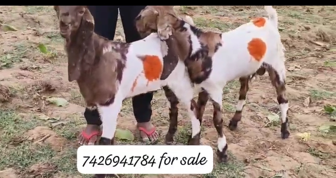 bakra image