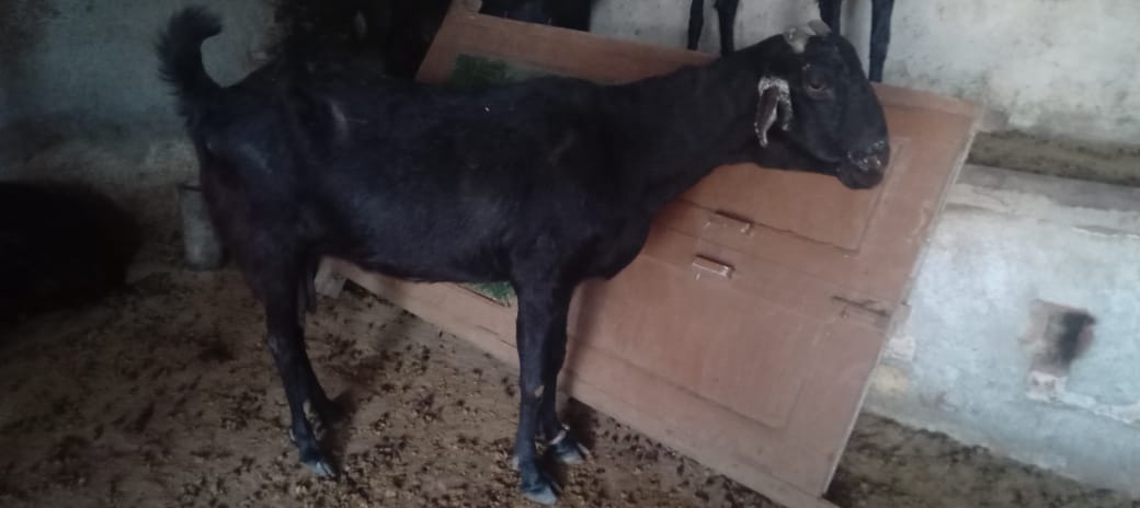 bakra image