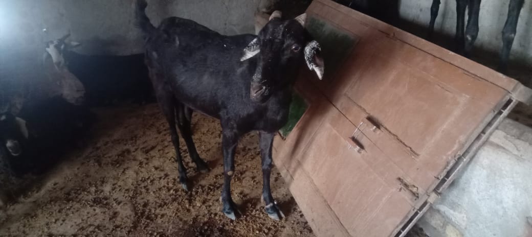bakra image