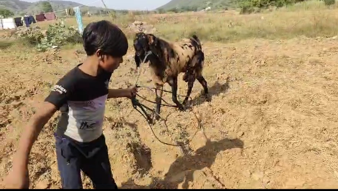 bakra image