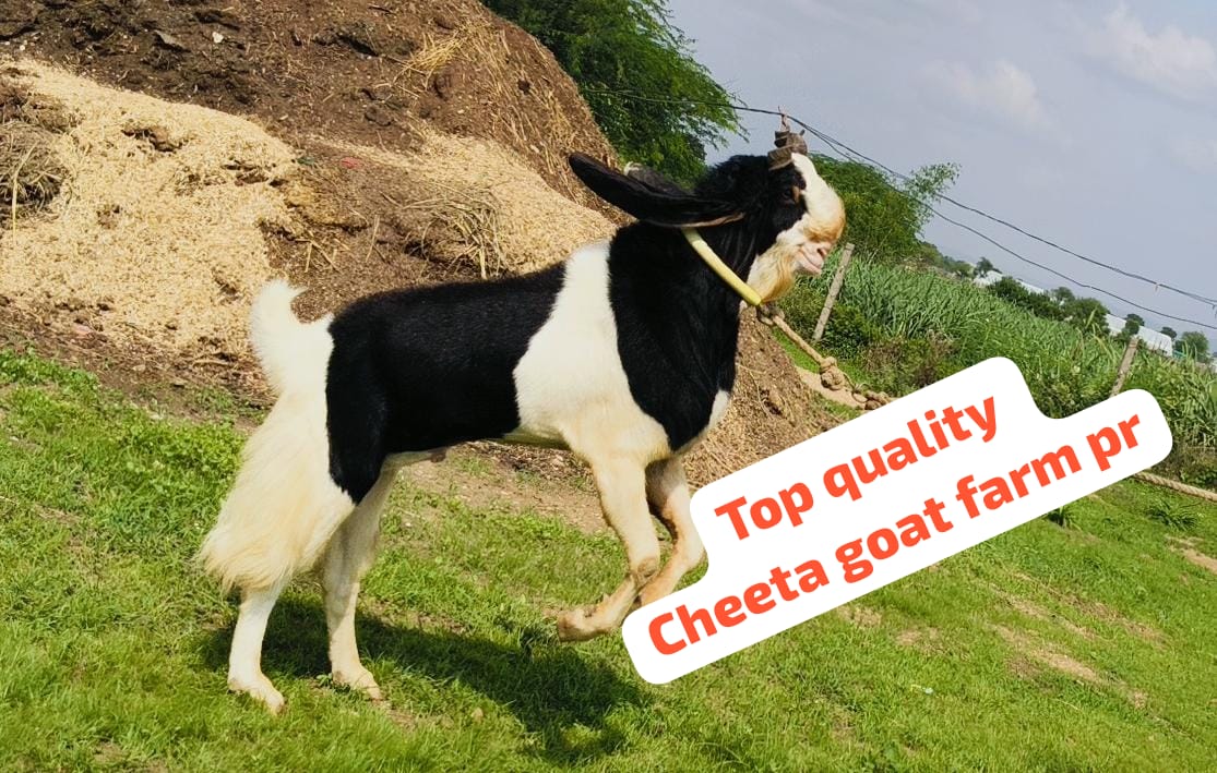 bakra image