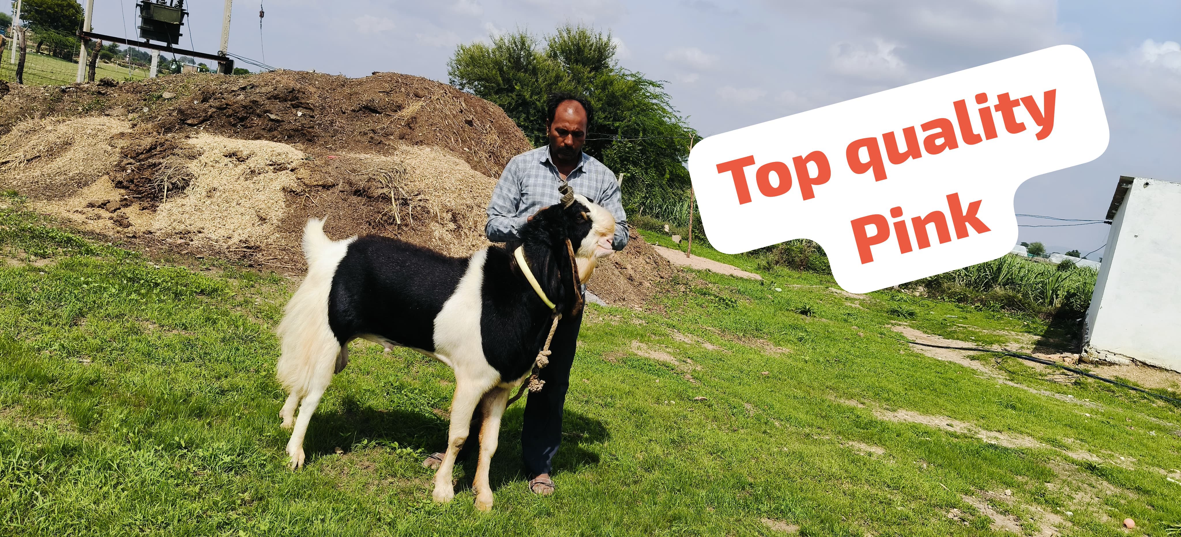 bakra image