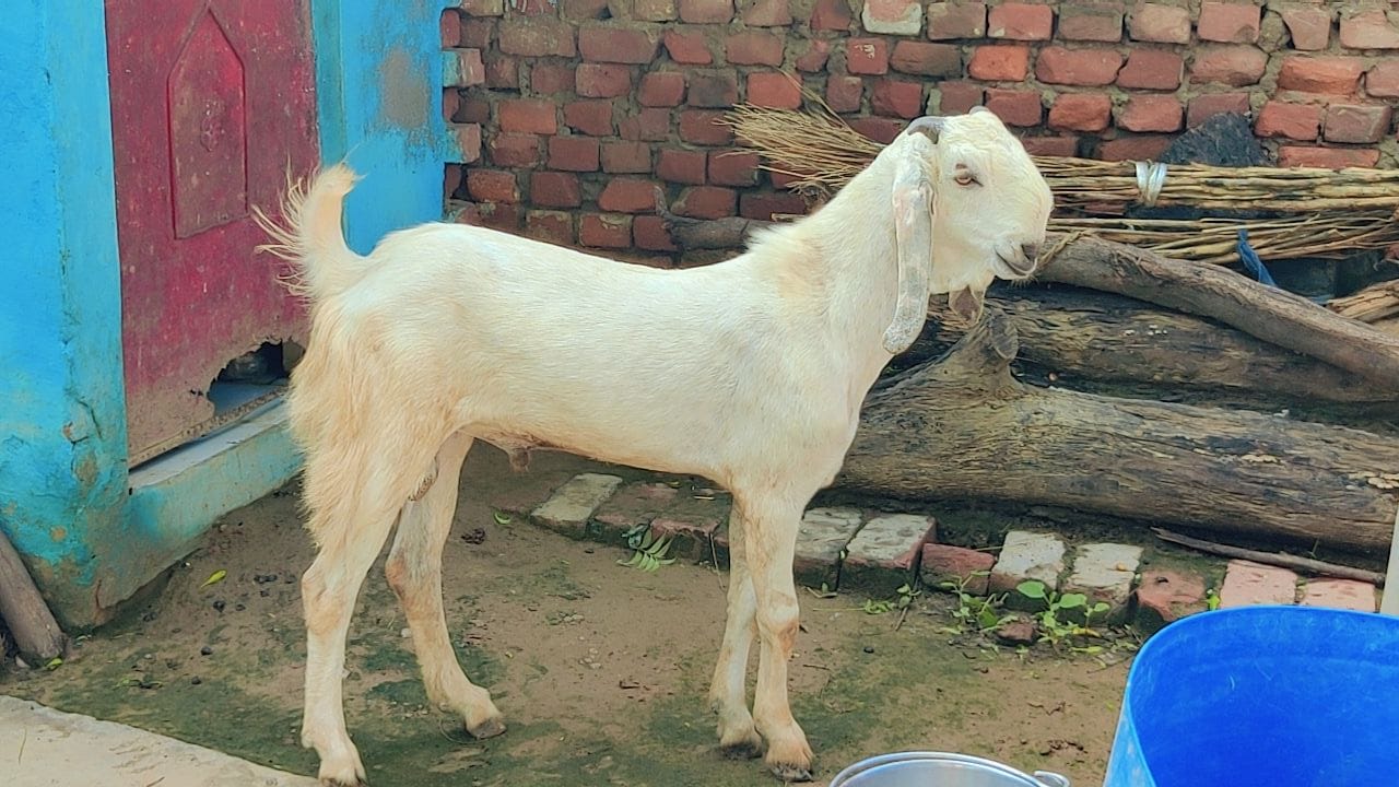 bakra image