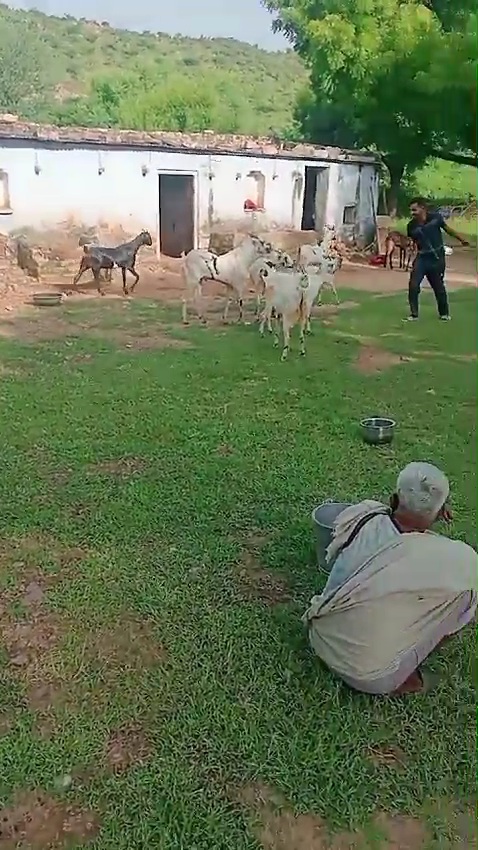 bakra image