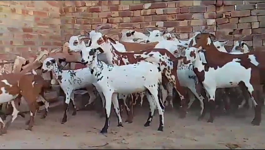 bakra image